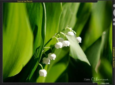 17May05 Lily of the Valley