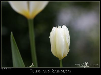 24May05 Tulips and Raindrops
