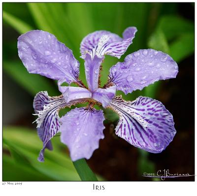 27May05 Iris