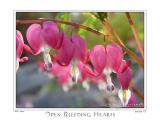 01May05 Open Bleeding Hearts