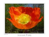10May05 Iceland Poppy