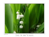 15May05 Lily of the Valley