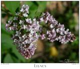 21May2005 Lilacs