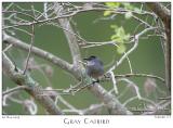 26May05 Gray Catbird
