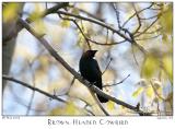 28May05 Brown-Headed Cowbird
