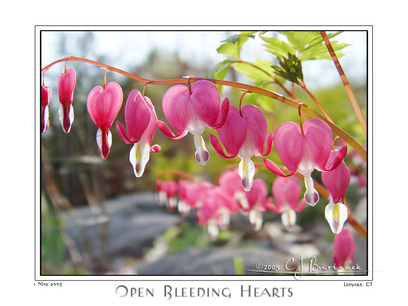 01May05alt Open Bleeding Hearts
