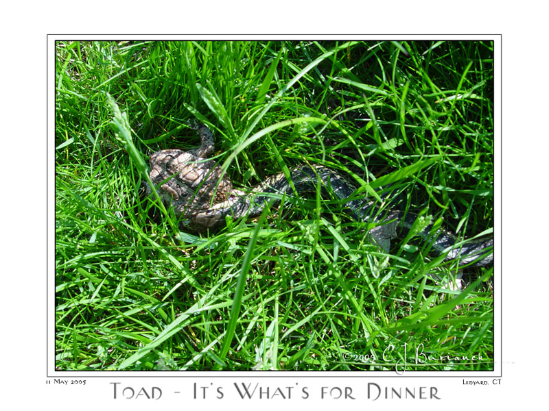 11May05 Toad - Its Whats for Dinner