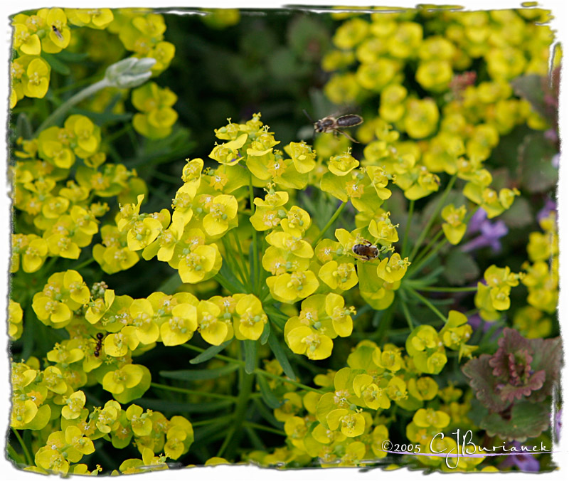 18May05 Busy Insects
