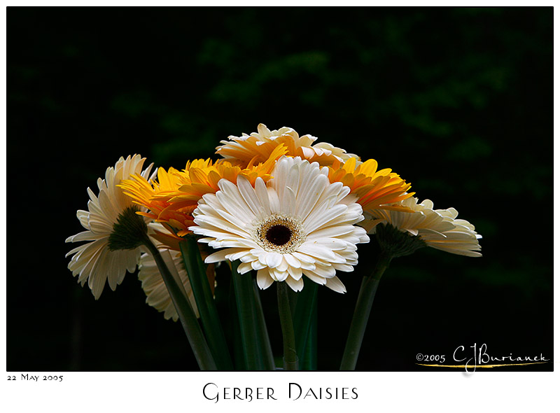 22May2005 Gerber Daisies