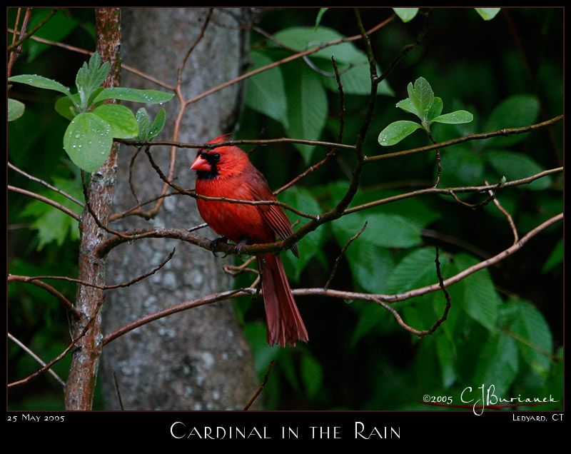 25May05 Cardnial in the Rain