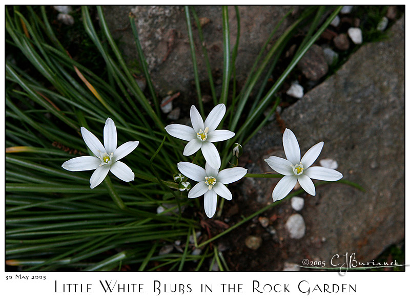 30May05 White Blubs