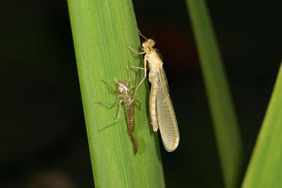 CRW_3227_RJ.jpg