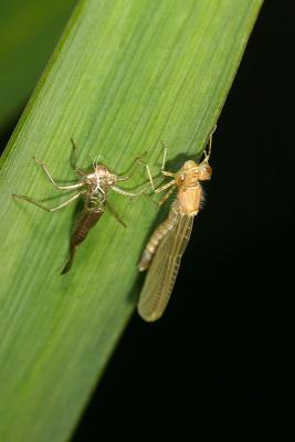 CRW_3229_RJ.jpg