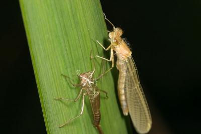 CRW_3231_RJ.jpg