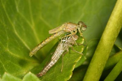 CRW_3314_RJ.jpg