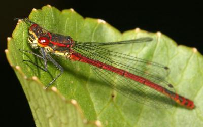 CRW_3207_RJ.jpg