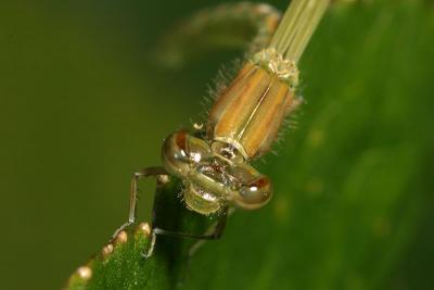 CRW_3287_RJ.jpg