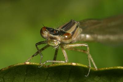 CRW_3288_RJ.jpg