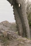 elephant trunks - sharing (Mashatu)