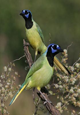 two green jays