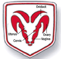 dodge vagina