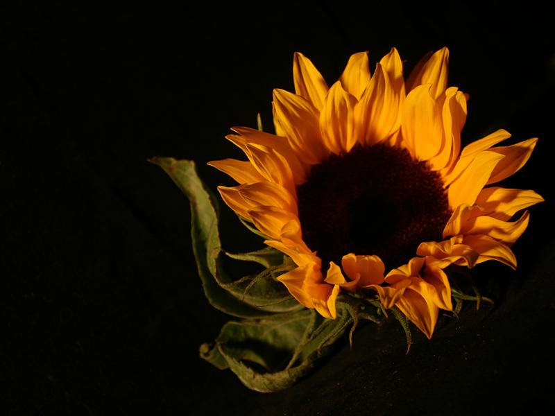 May 19 2005: <br> Sunflower
