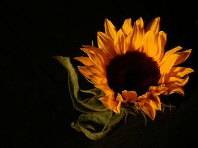 May 19 2005: Sunflower
