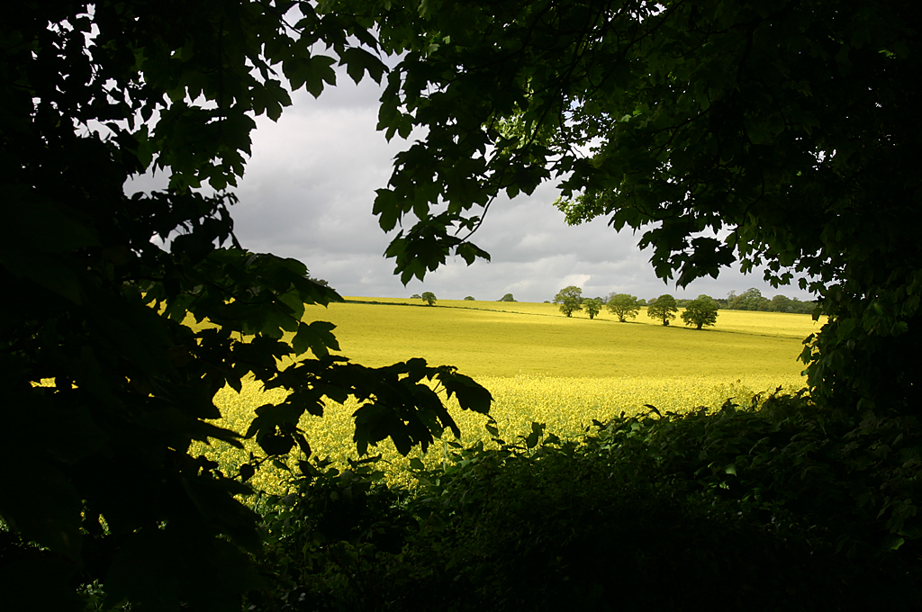 May 20 2005: <br> Fields of Gold