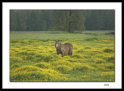 Up to my knees in buttercups