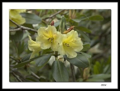 Backlit Yellow Rhodedendrums
