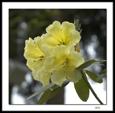 Yellow rhododendron cropped