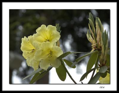 Yellow rhododendrons #1