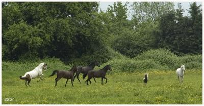 Hatzik Prarie Horses 3