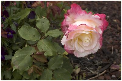 Tattered rose