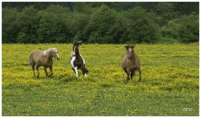 Three Horses