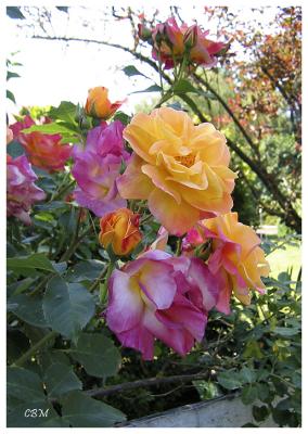 Many-coloured rose bush