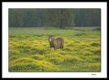 Up to my knees in buttercups