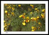 Broom flower