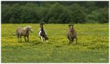 Three Horses