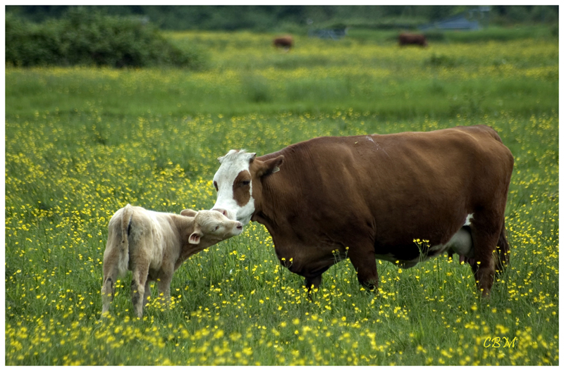 Mothers love
