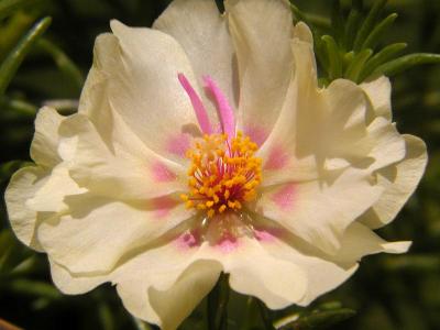 Portulacca