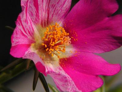 Portulacca 2 - In the Genes