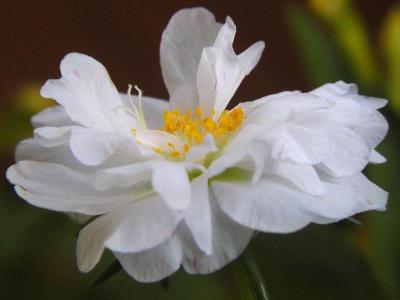 Portulacca 3