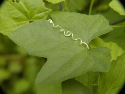 Leaf and TendrilGrows in part Shade