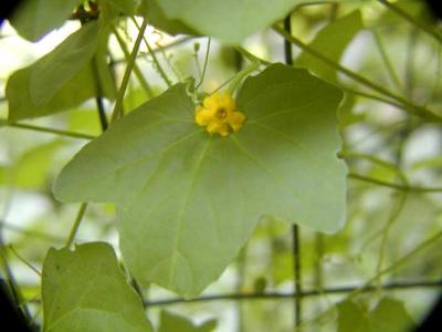 Leaf and Flower