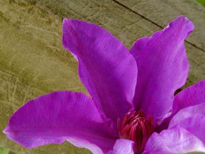 Opening Clematis