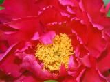 Peony