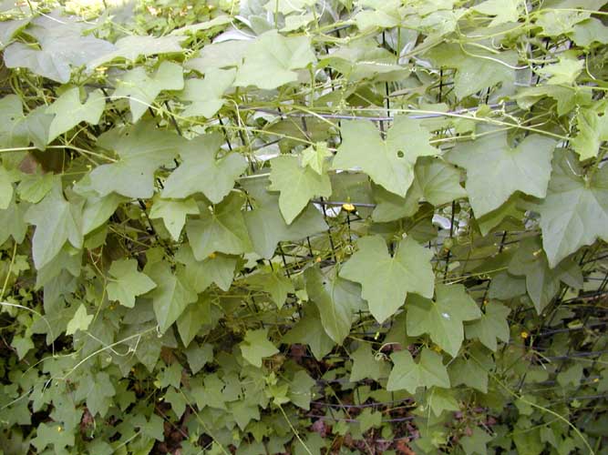 The Climbing Vine<br>Vines return from Seed