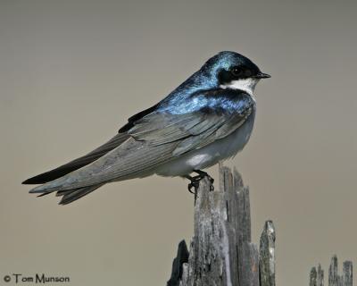 Tree Swallow