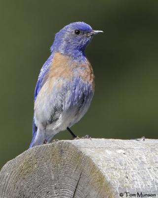 Western Bluebird